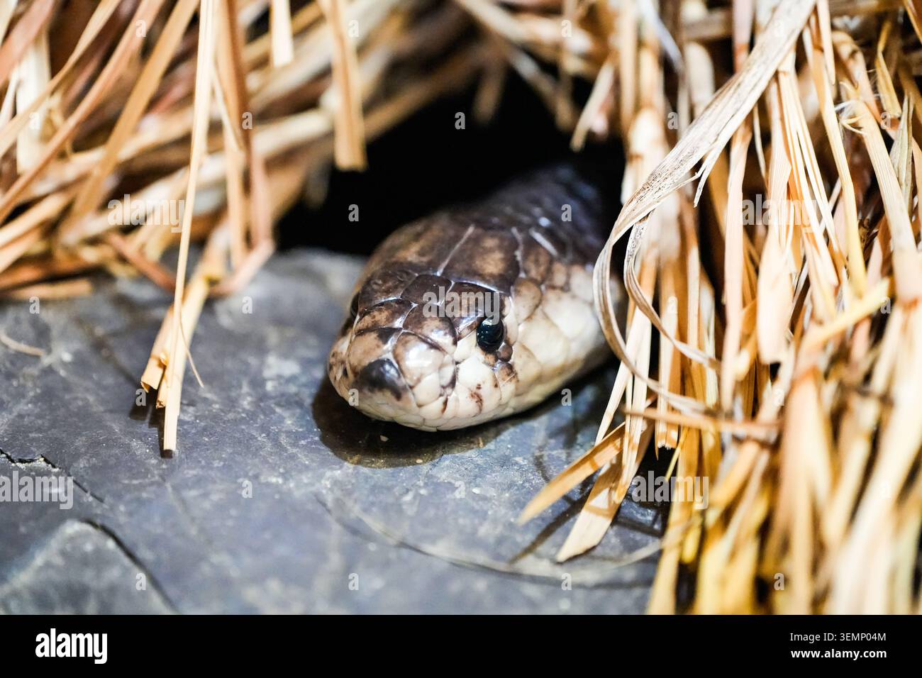 Ritratto di un cobra a banda. Primo piano rettile. Foto Stock