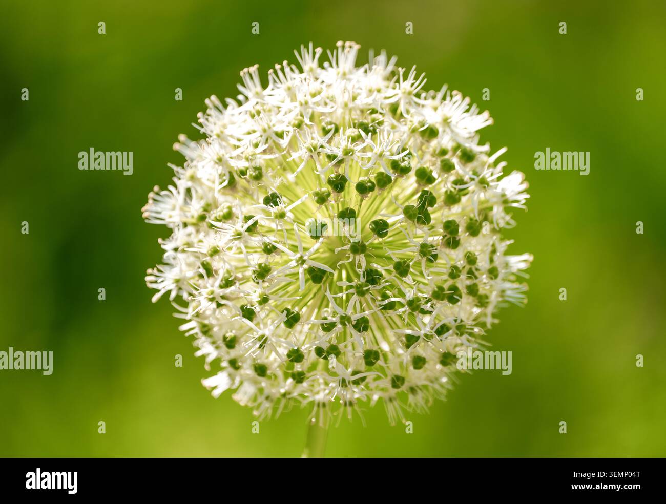 Fiore di cipolla comune. Primo piano della pianta su sfondo verde. Foto Stock