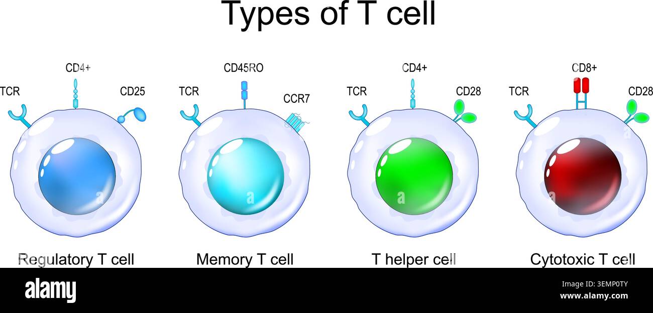 Differenziazione dei tipi di cellule T e dei recettori di superficie. Globuli bianchi, leucociti. Cellule T citotossiche, T helper, cellule T regolatrici, linfociti di memoria. Co Illustrazione Vettoriale