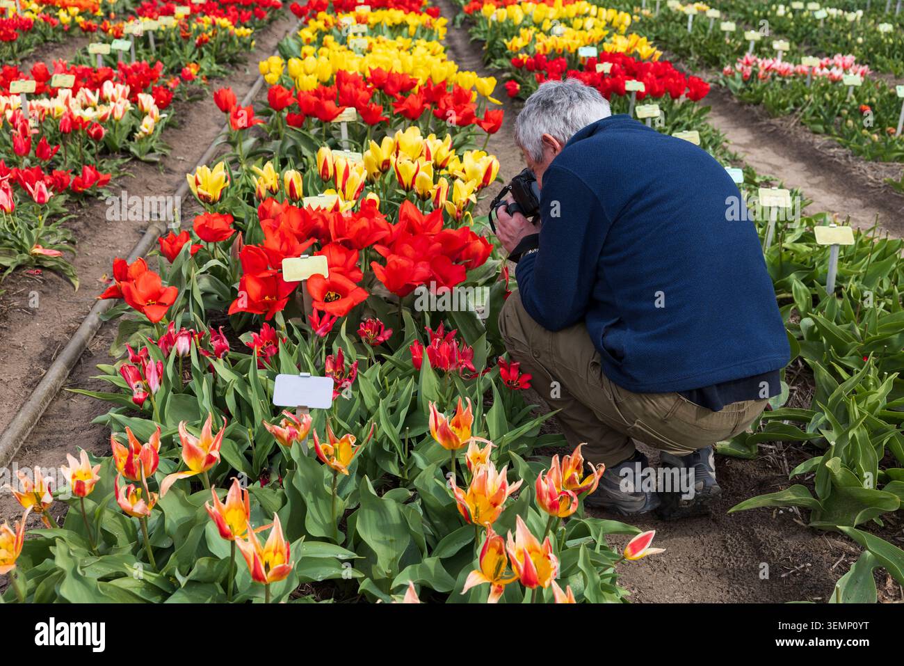 Un fotografo accovacciato ai piedi delle piante di tulipani in Olanda, Paesi Bassi Foto Stock