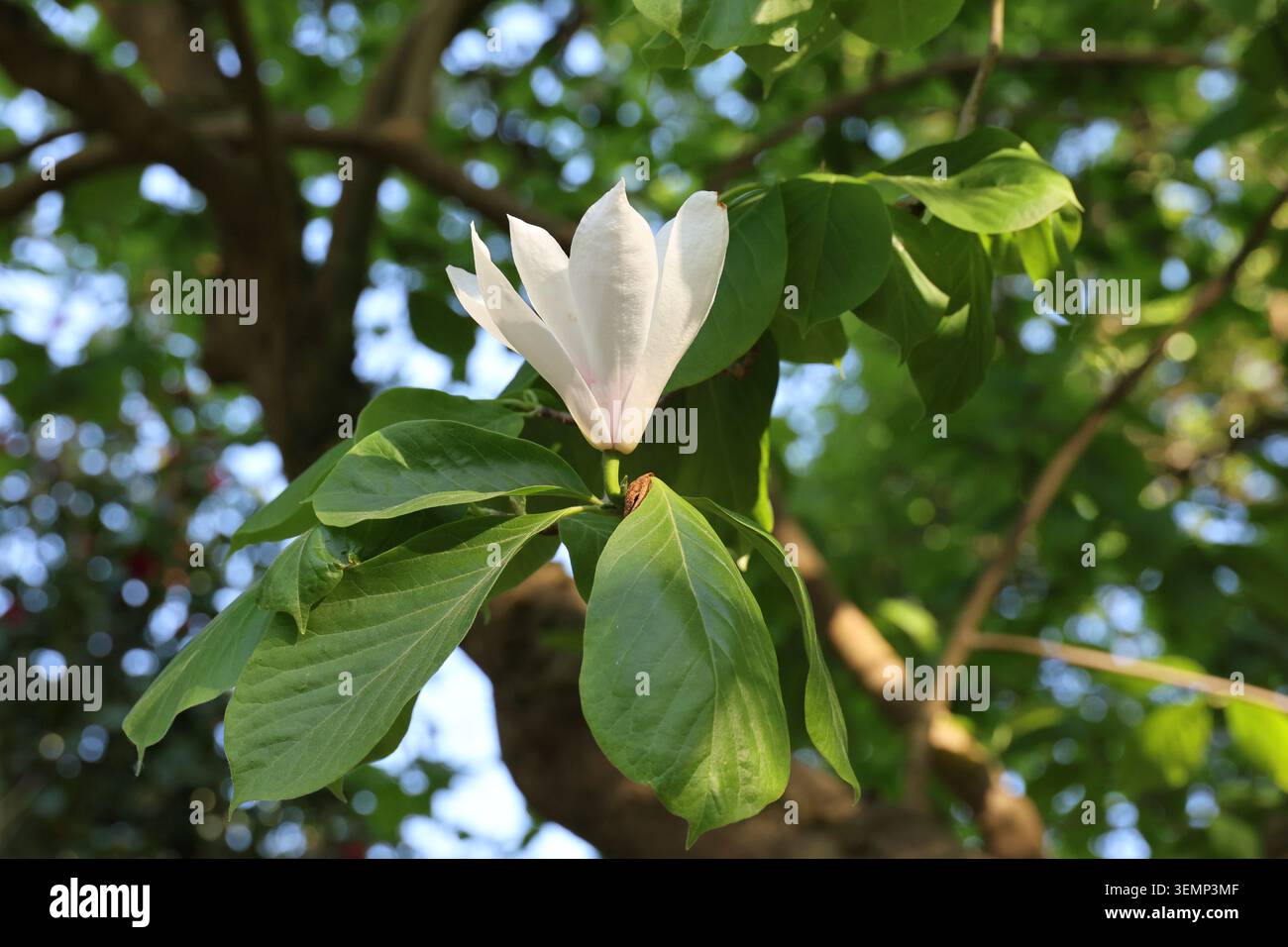 Magnolia x soulangeana "Brozzonii", primo piano di un singolo piattino bianco e rosa fiore di magnolia a tarda primavera. Foto Stock