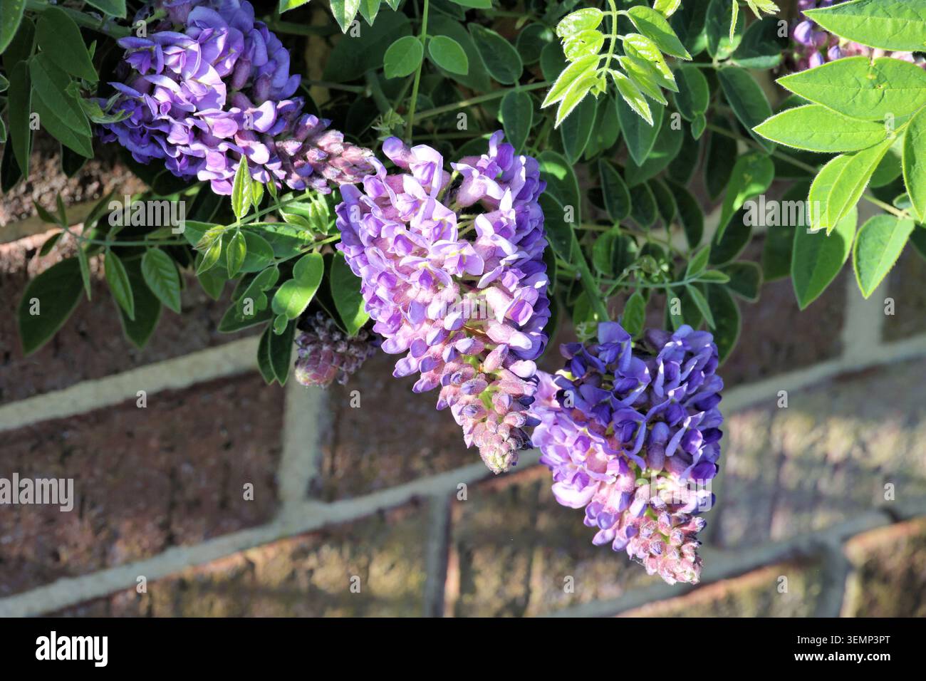 Wisteria frutescens "Longwood Purple". Brevi e dense teste floreali di glicine viola fioriscono al sole della sera. Foto Stock