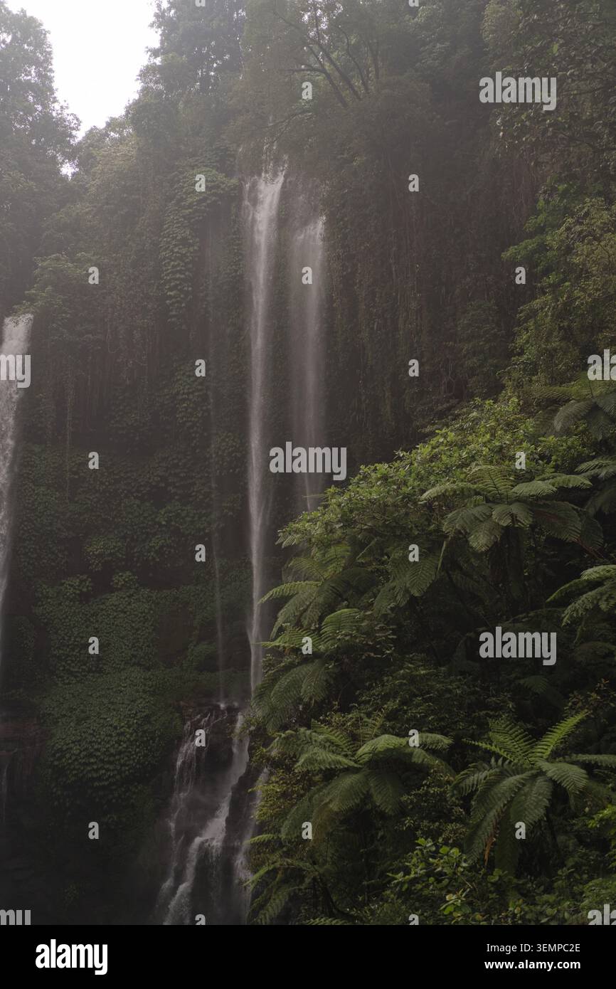 Alta cascata con felci e muschio sulla scogliera nella nebbiosa foresta pluviale di Bali Foto Stock