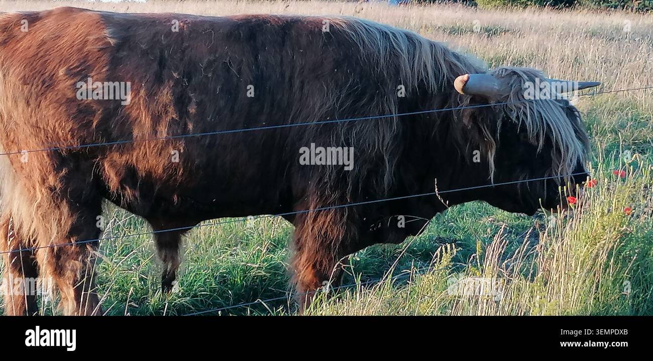 Durante l'estate, il toro delle Highland pascolano in un prato danese, circondato da erba alta e fiori selvatici nella campagna danese. - Immagine stock catturata con smartphone