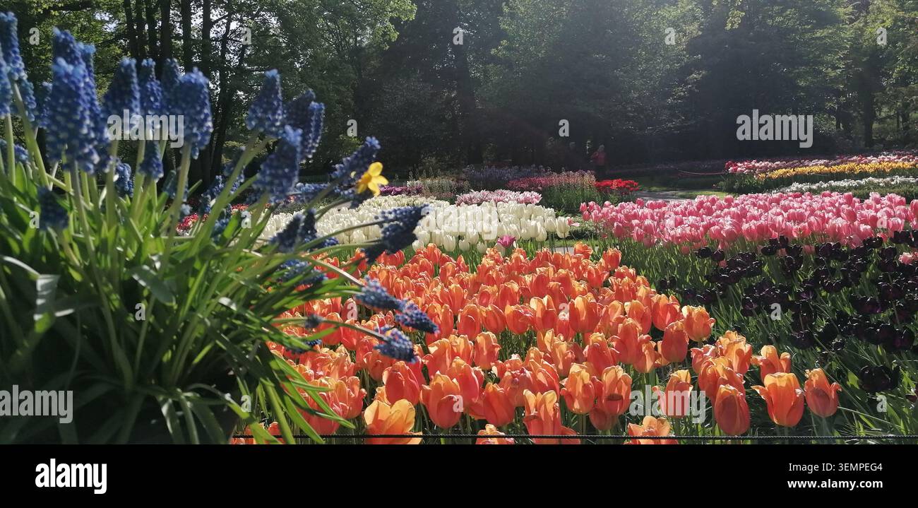 Giardini Keukenhof nei Paesi Bassi con tulipani colorati, giacinti dell'uva, allium e petunie in fiore in primavera - Immagine stock catturata con smartphone