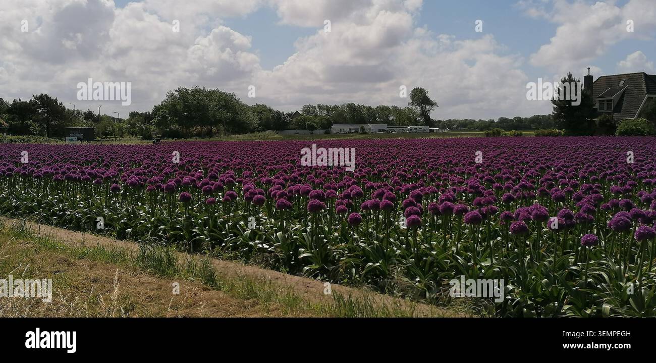 Campo di fiori viola allium sotto un cielo nuvoloso nella campagna olandese, Paesi Bassi. - Immagine stock catturata con smartphone