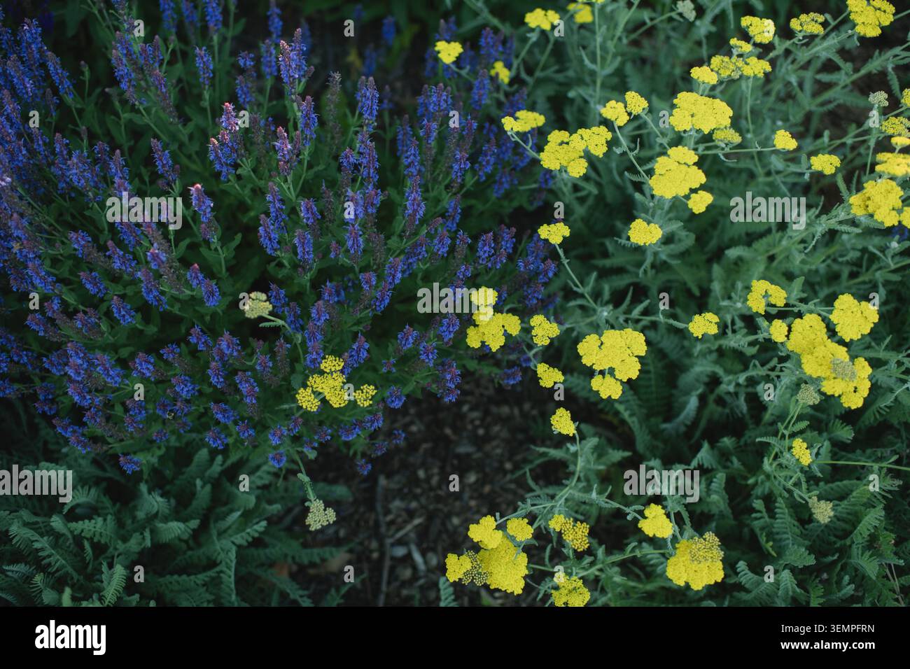 Salvia blu e fiori gialli di freccia in un giardino Foto Stock