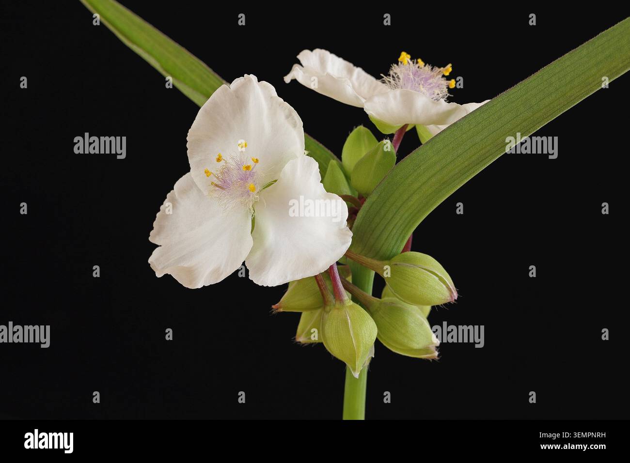 Verdura bianca (Tradescantia x andersoniana innocenza) Foto Stock
