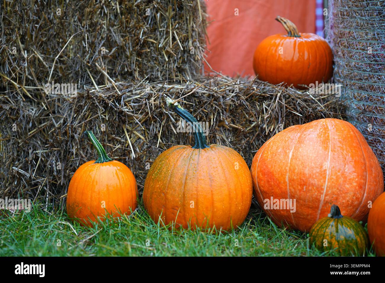 Una scena autunnale con zucche arancioni di varie dimensioni disposte su paglia e erba. Foto orizzontale Foto Stock
