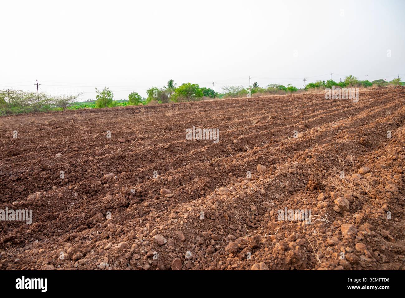 Arato campo agricolo dopo la raccolta della canna da zucchero con terreno bruno ricco preparato per una nuova piantagione. Sicurezza alimentare, salute del suolo e agricoltura sostenibile Foto Stock