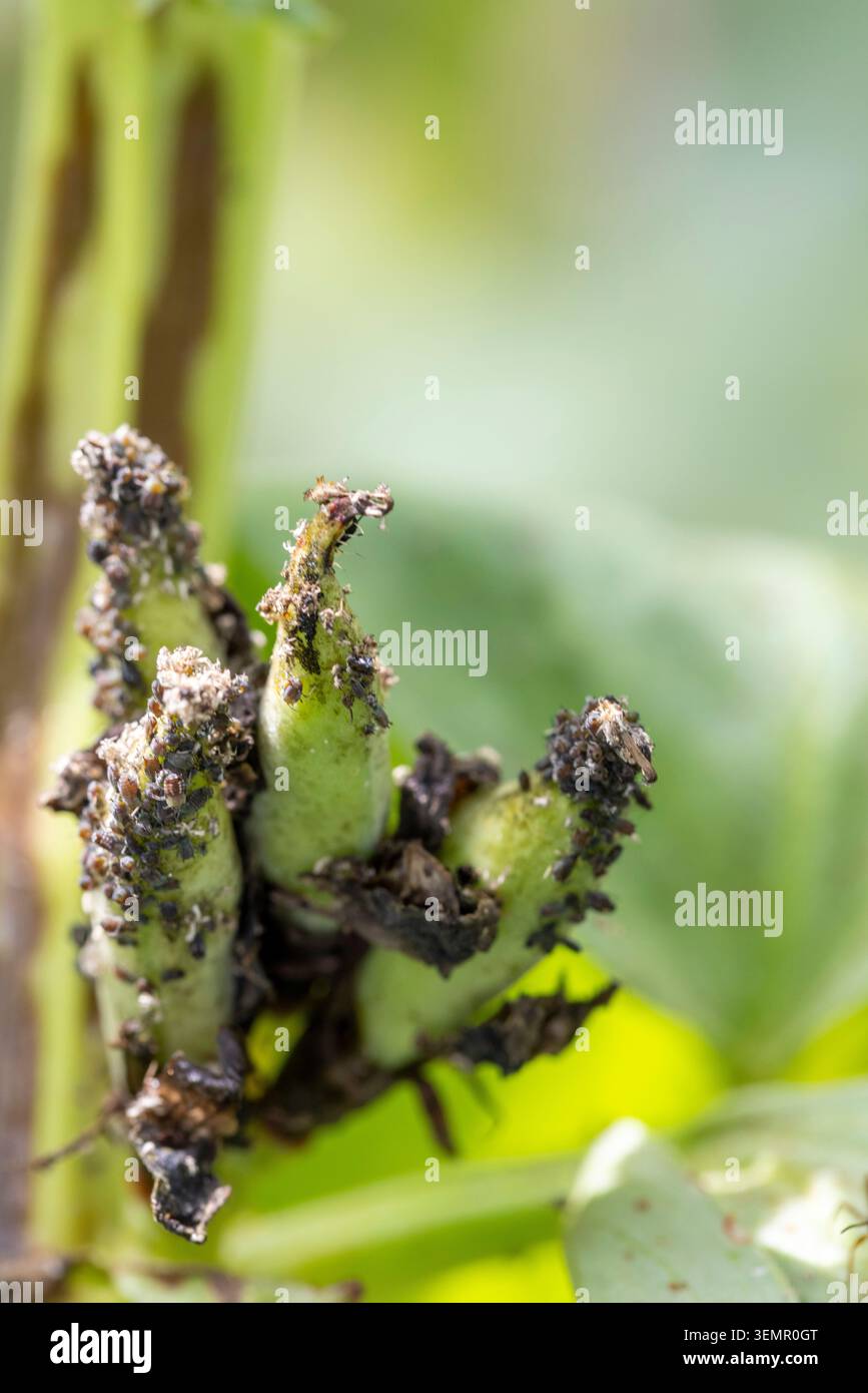 Gli afidi colonizzano i giovani baccelli di fava, succhiano linfa e danneggiano la pianta. Problema dei parassiti degli insetti in agricoltura Foto Stock