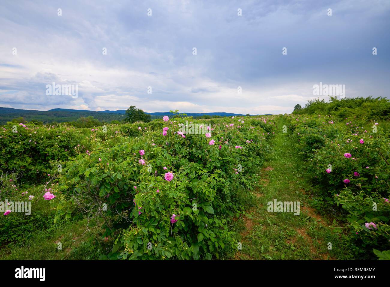 Paesaggio con una piantagione di rose Rosa Damascena, nella Valle delle Rose, la famosa zona della Bulgaria, due settimane prima del secondo raccolto Foto Stock
