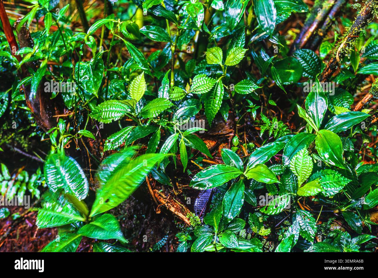 Piante verdi bagnate sul fondo della foresta in una foresta pluviale Foto Stock