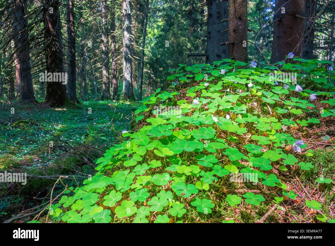 Fiori di pelo di legno con foglie verdi in una foresta di abeti rossi Foto Stock