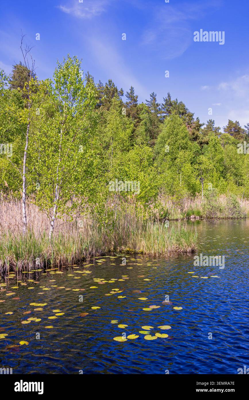 Lago forestale con foglie di ninfee e lussureggianti alberi verdi Foto Stock