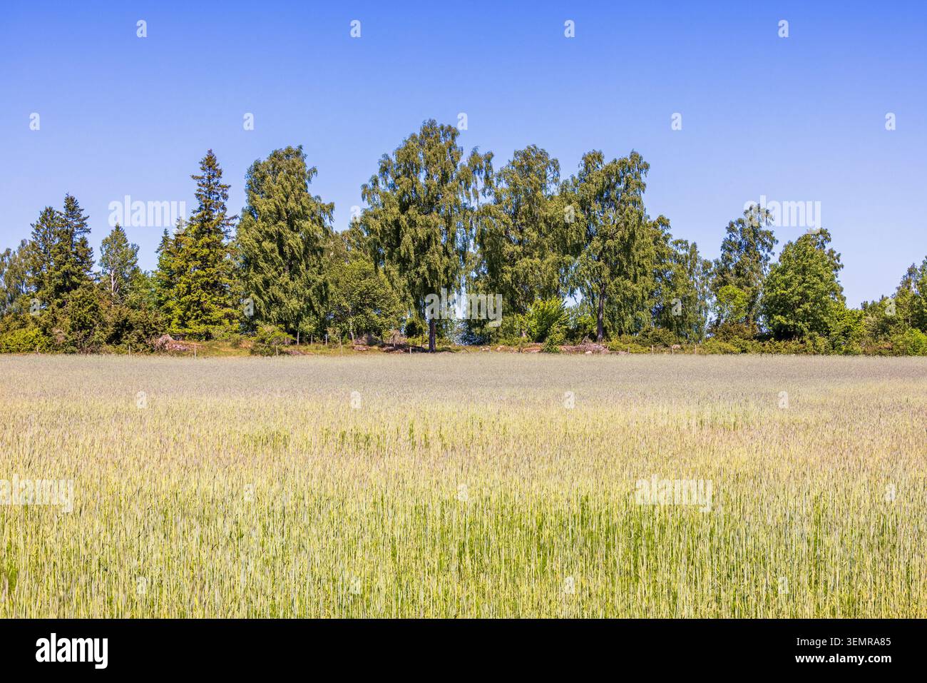 Campo di cereali vicino a una foresta con lussureggianti alberi verdi Foto Stock