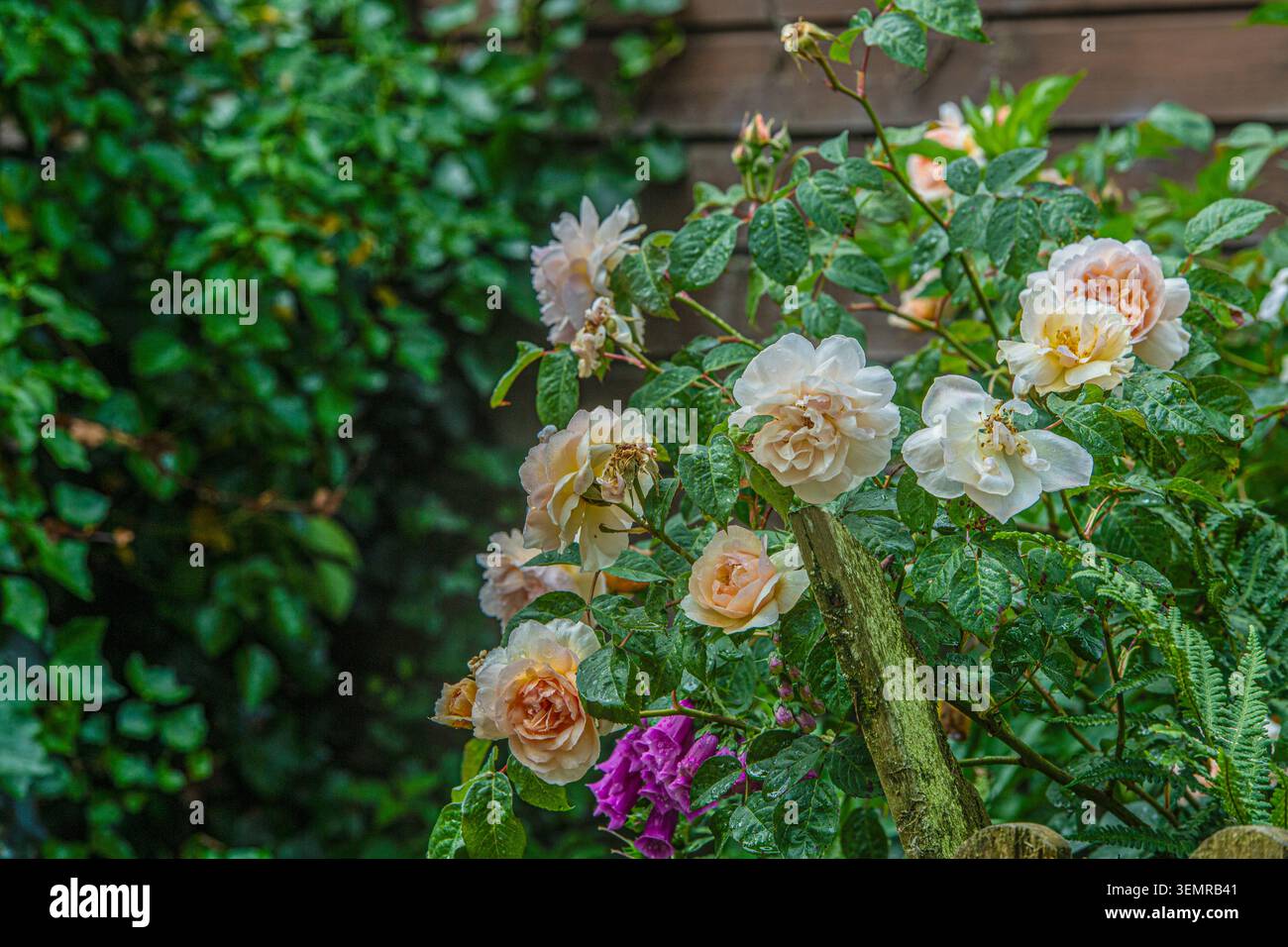 rose floribunda color pesca in fiore Foto Stock