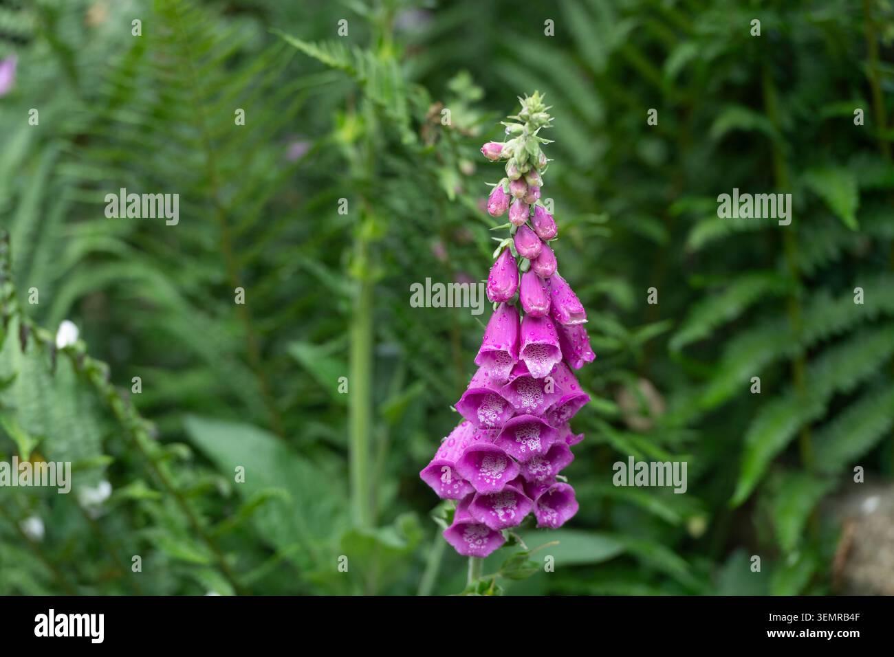 foxglove in fiore Foto Stock