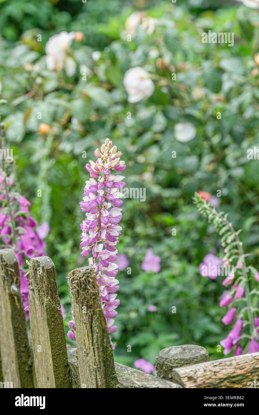 Fiore di Lupin con guanti e rose dietro una recinzione a picchetto Foto Stock