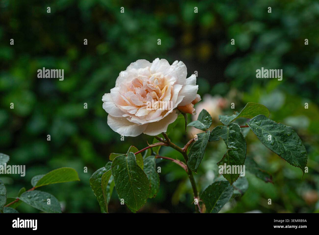 David Austin Rose Bush con un solo fiore rosa Foto Stock