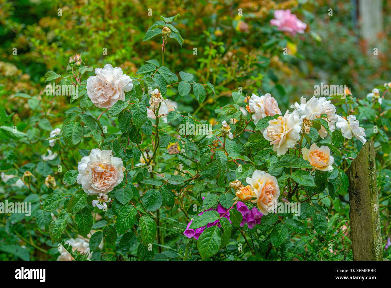 David Austin, Rose Bush Foto Stock