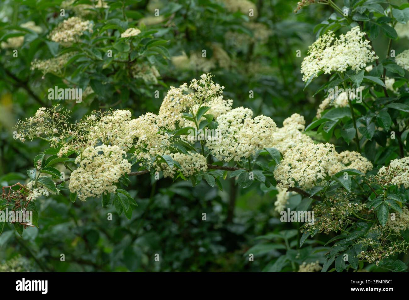 Elderflower su un albero maggiore da vicino Foto Stock