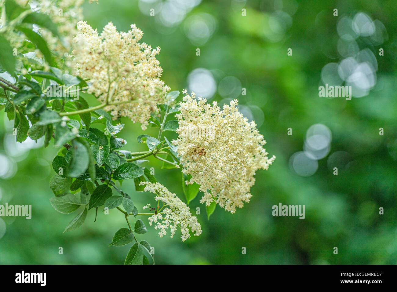 Elderflower su un albero maggiore da vicino Foto Stock