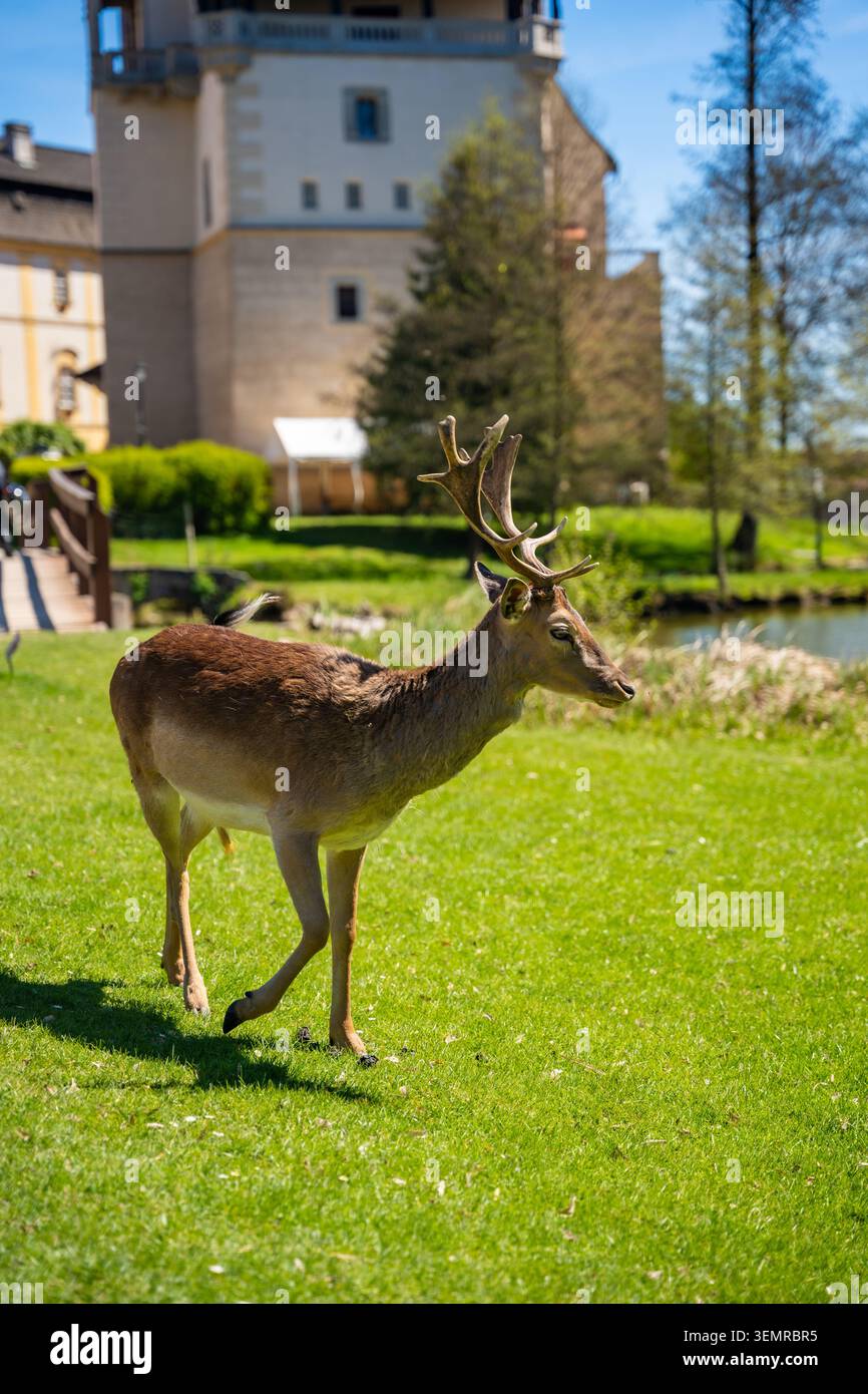 I daini camminano sul prato verde con il castello di Blatna sullo sfondo nella soleggiata giornata primaverile della Repubblica Ceca. Animali selvatici che vivono liberamente nel castello storico Foto Stock