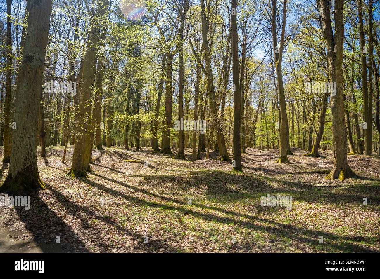 Foresta primaverile nel parco che circonda il castello di Blatna nella Repubblica Ceca. La luce del sole filtra tra gli alti alberi in un tranquillo paesaggio boschivo Foto Stock