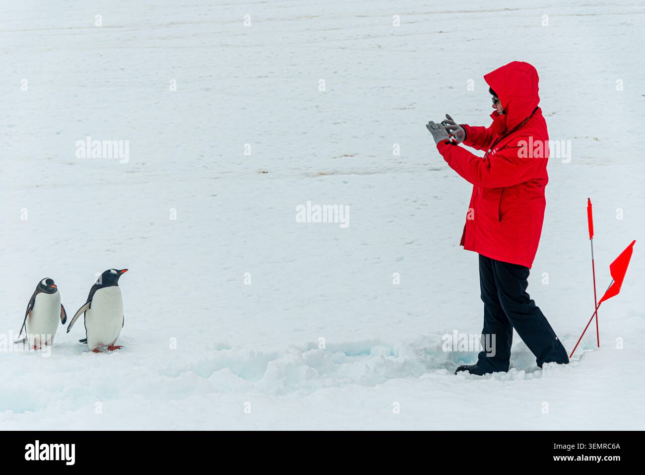 Il turista fotografa i pinguini in Antartide Foto Stock