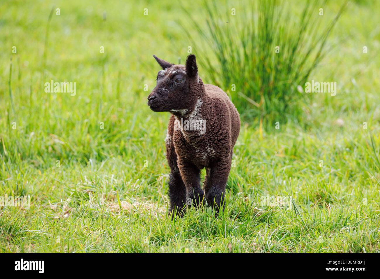 Agnello nero neonato con una striscia bianca in piedi in un prato verde, pelo scuro riccio e germogli di corna emergenti, primavera Foto Stock