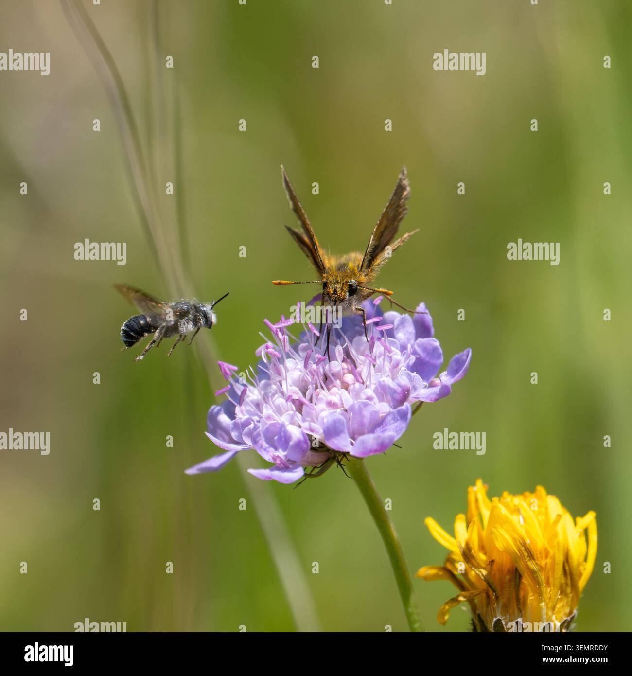 Lulworth Skipper Butterfly che si nutre di uno Scabious con un Ashy Mining Bee in volo Foto Stock