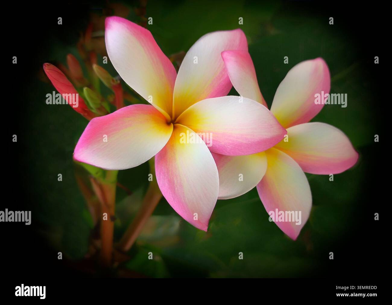 Plumeria, una pianta da fiore della famiglia Apocynaceae, un arbusto deciduo noto anche come frangipani, Andalusia, Spagna Foto Stock