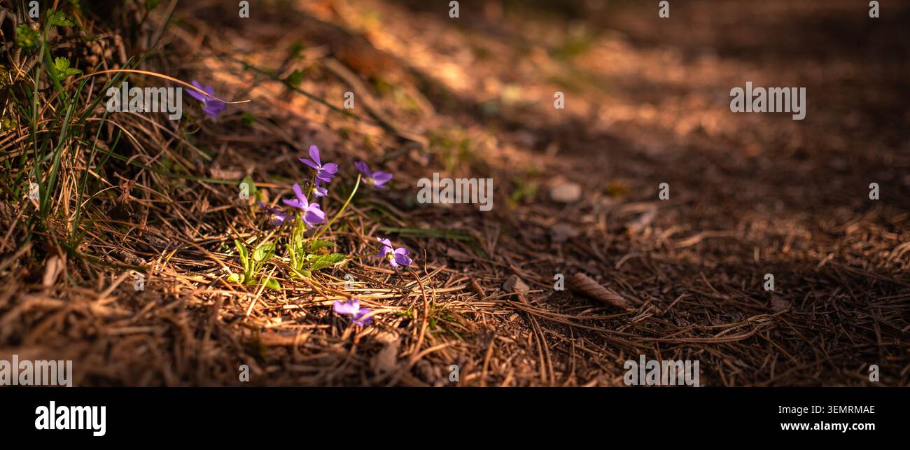 Piccoli fiori selvatici viola che fioriscono sul pavimento della foresta ricoperta di pini con luce solare calda, ombre tenui, profondità di campo poco profonda e atmosfera primaverile naturale Foto Stock
