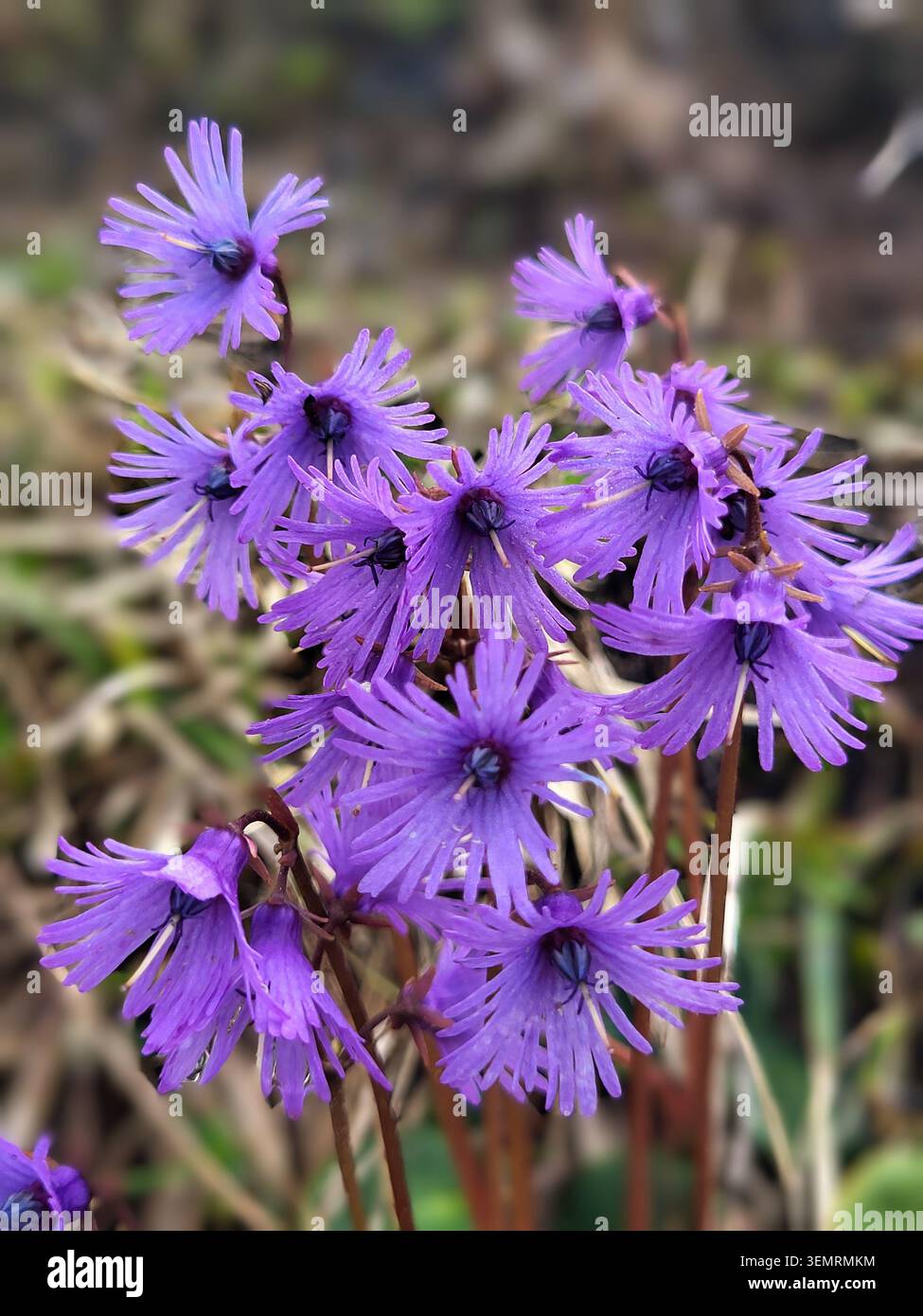Primo piano dei fiori di Soldanella viola brillante con un morbido sfondo naturale nelle Alpi svizzere Foto Stock