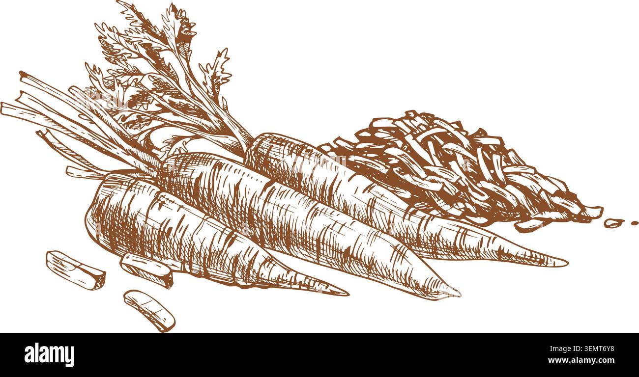 Schizzo disegnato a mano di carote intere, bastoncini di carote e carote triturate. Illustrazione artistica con inchiostro marrone di ingredienti vegetali freschi Illustrazione Vettoriale