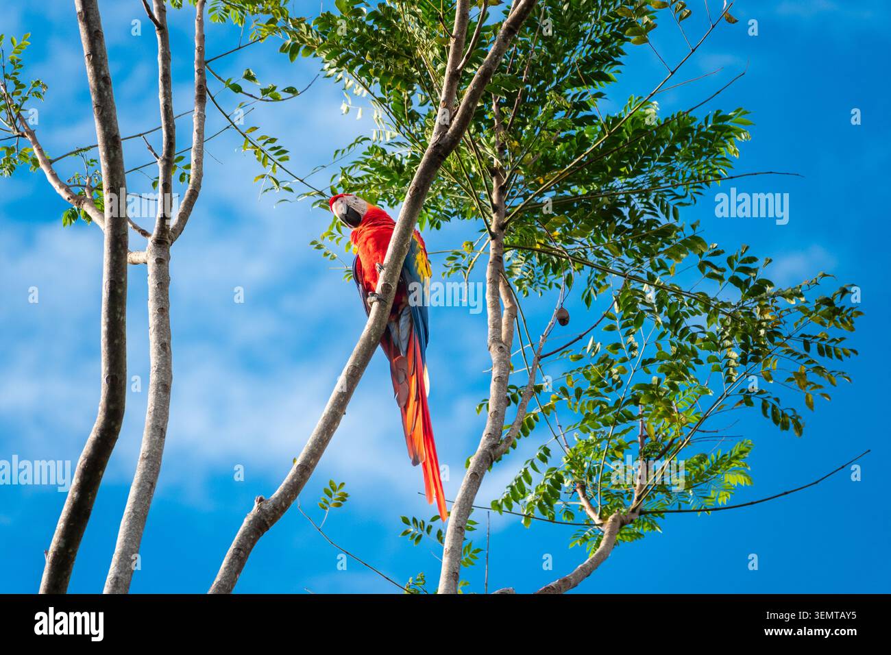 Scarlet Macaw arroccato su un ramo d'albero con un cielo blu brillante sullo sfondo in Costa Rica Foto Stock