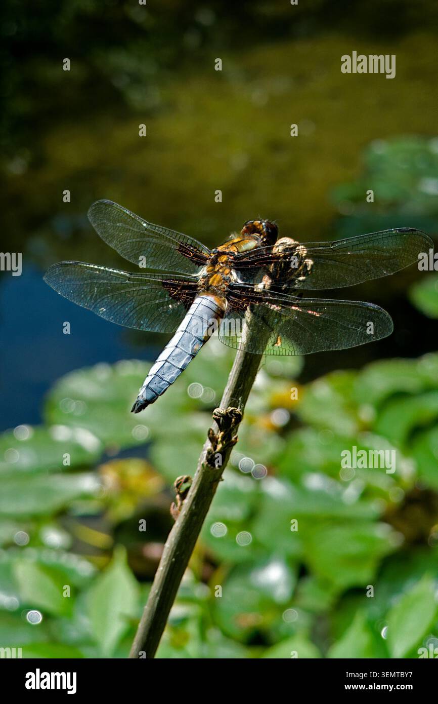 Chaser; Libellula depressa Foto Stock