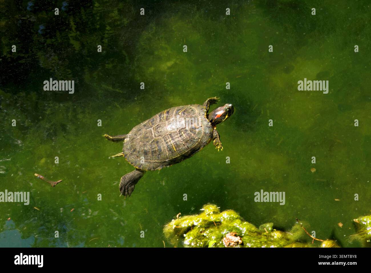 Cursore con orecchie rosse, tartaruga semi-acquatica, Trachemys scripta elegans Foto Stock