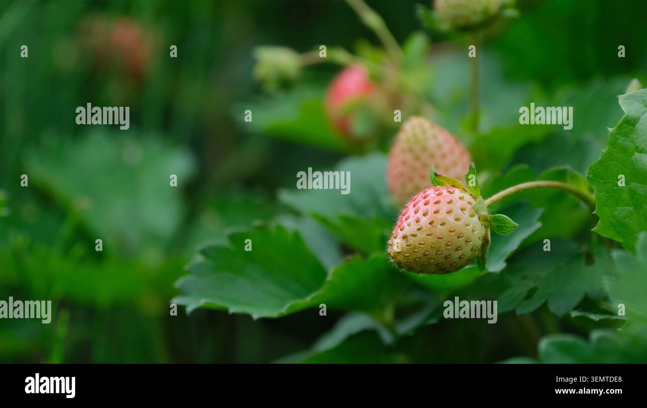 Fragole verdi non mature che crescono su piante nel giardino da vicino Foto Stock