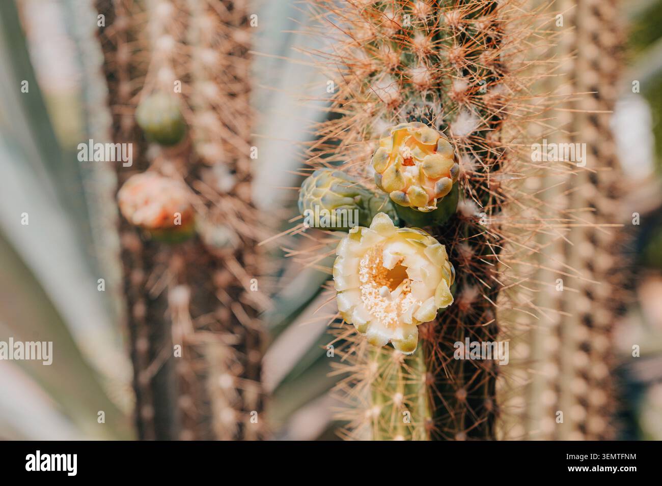 Stelo Cactus caratterizzato da vivaci fiori gialli e spine affilate, simboleggiano la resilienza e la sopravvivenza in ambienti aridi Foto Stock