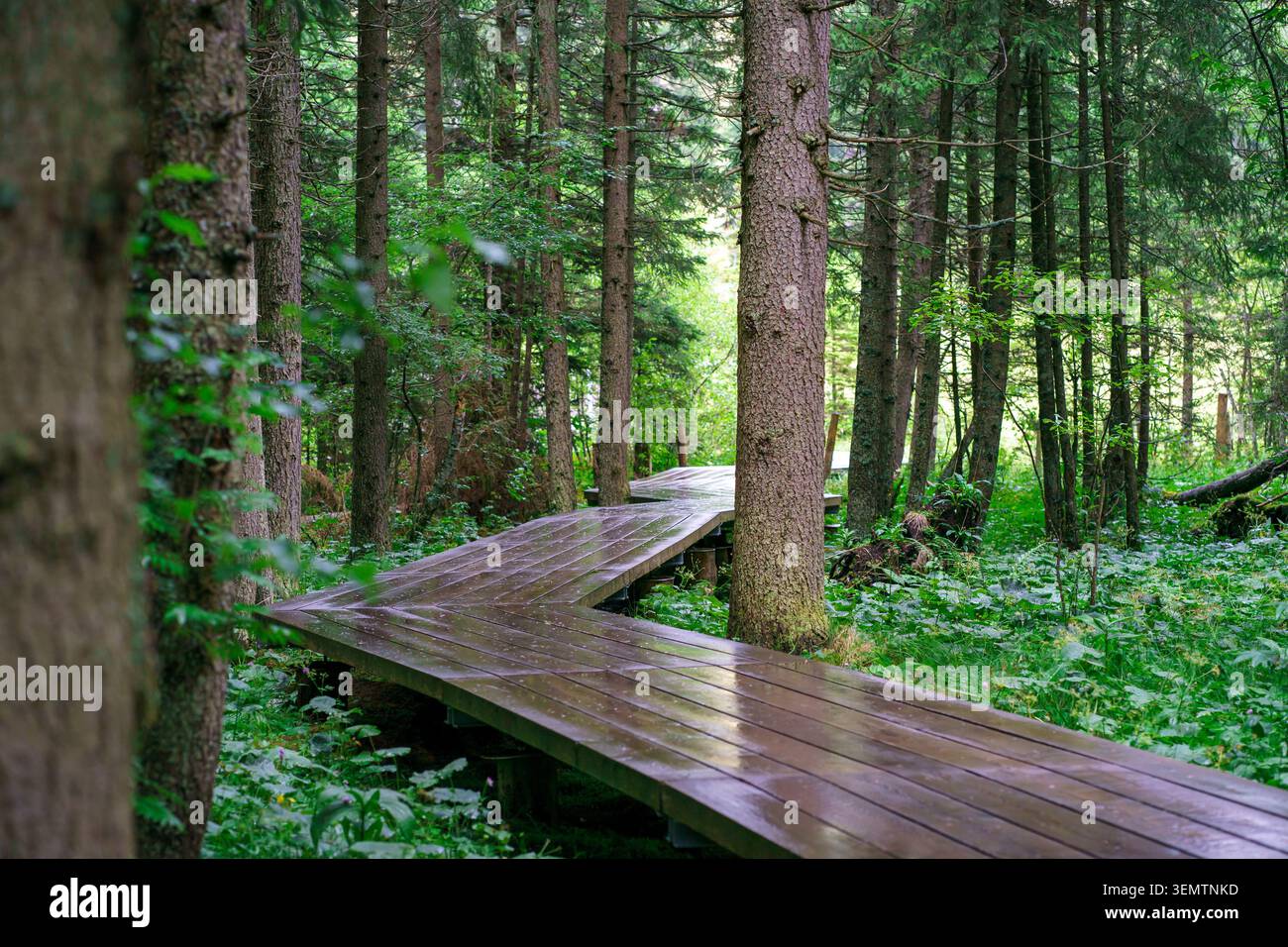 Passerella curva in legno che conduce attraverso una fitta foresta, circondata da vegetazione verde e alberi alti, sentieri naturalistici, turismo ecologico e tranquilla passeggiata nel bosco Foto Stock