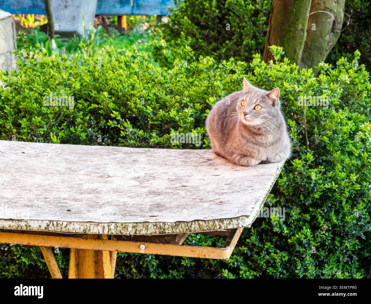 gatto grigio britannico su un vecchio tavolo nel giardino verde della casa di campagna nella calda e soleggiata serata primaverile Foto Stock