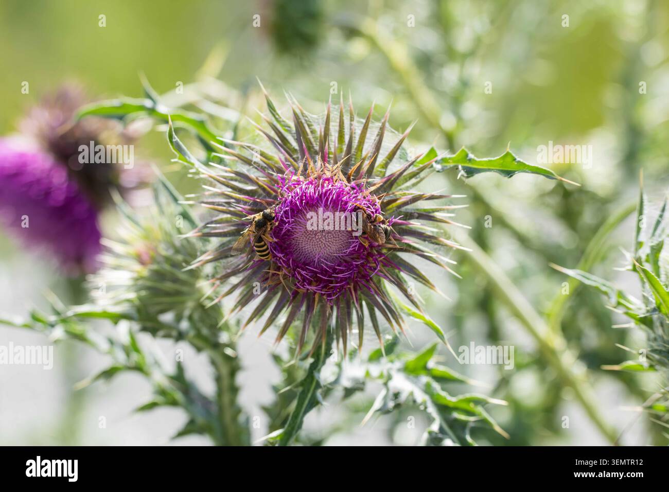 Due api che si nutrono di un fiore di cardo viola in un prato illuminato dal sole, foto da vicino della natura con foglie spinose e morbido sfondo verde sfocato. Foto Stock
