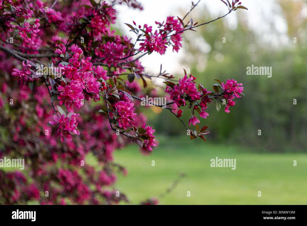 Il ramo di granchio rosa fiorisce con sfondo sfocato verde del parco in primavera Foto Stock