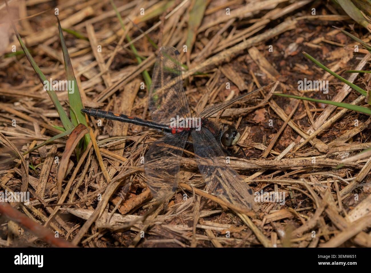 Maschio Darter dalla faccia bianca (Leucorrhinia dubia) che poggia sull'erba accanto a una piscina riproduttiva a Whixall Moss, Regno Unito (UK), mostrato nel profilo laterale. Foto Stock