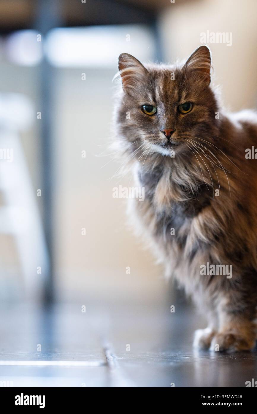 Vecchio gatto della foresta norvegese grigio e peloso Foto Stock