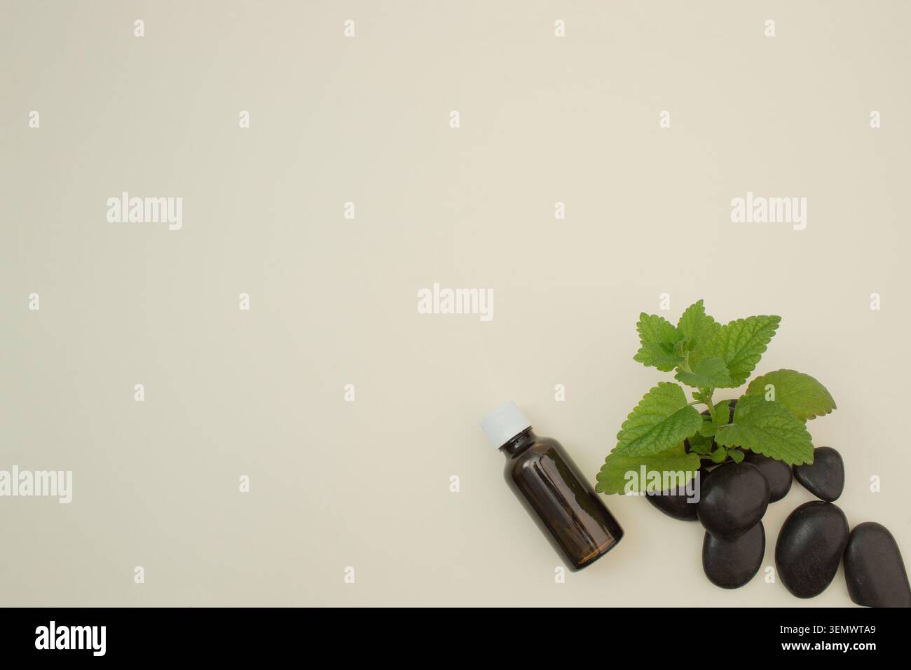 Foglie di balsamo fresco al limone e bottiglia di olio essenziale alle erbe su uno sfondo minimalista leggero con spazio per le copie. Foto Stock
