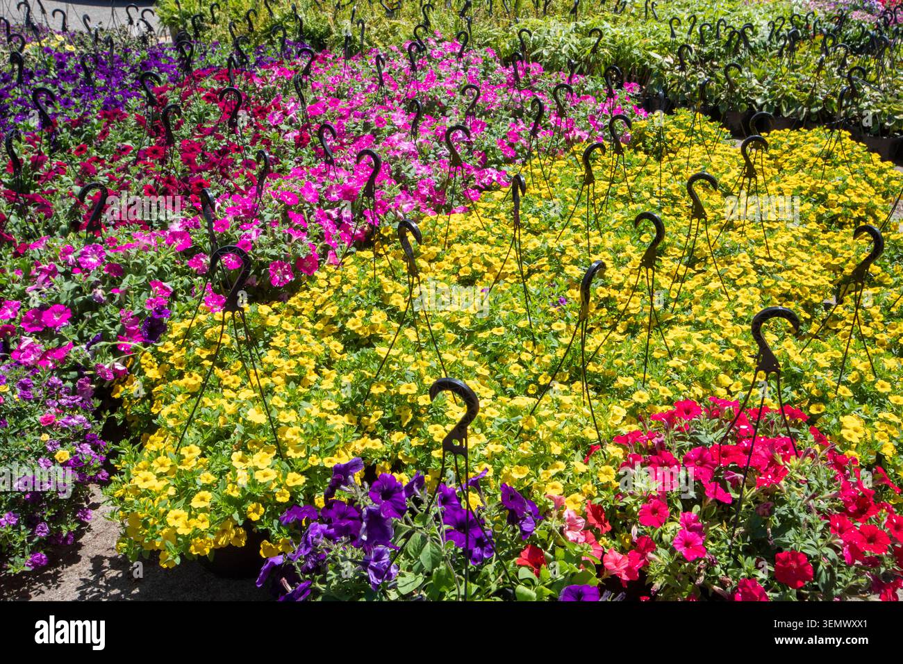 Detroit, Michigan - cesti di fiori in vendita presso Eastern Market, il grande mercato agricolo di Detroit. Foto Stock
