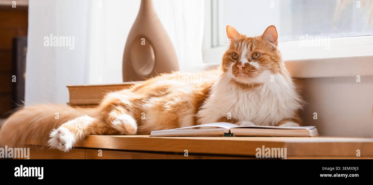 Gatto bianco e arancione soffice che si rilassa su una mensola di legno con libro aperto e vaso alla luce del sole, senso di comfort domestico e rilassamento tranquillo Foto Stock